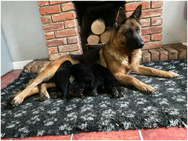 German shepherd breeders on the sale east coast